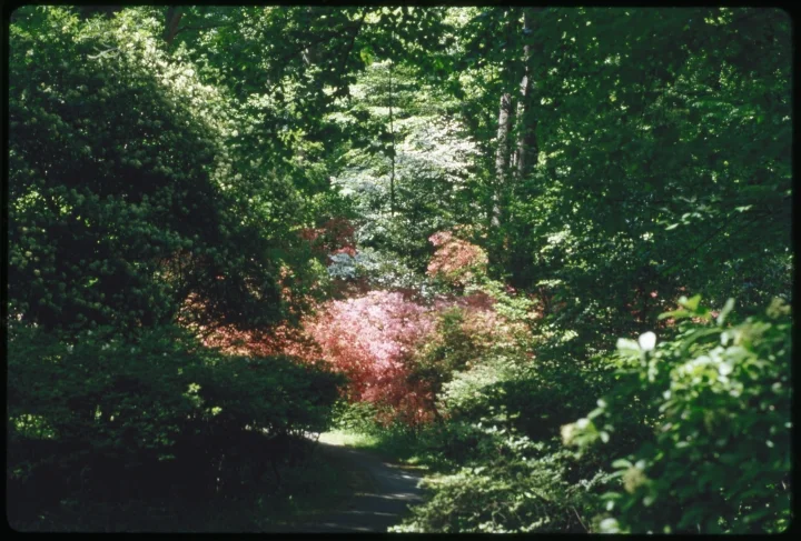 1671 Trail in Woods-Red Bush.jpg