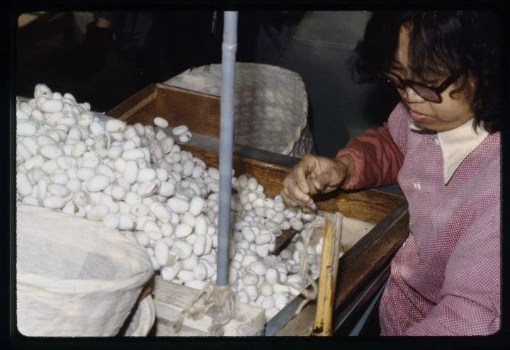 0542 Woman Sorting Eggs.jpg