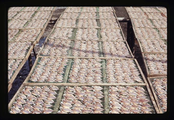 0146 Tables of Fish.jpg