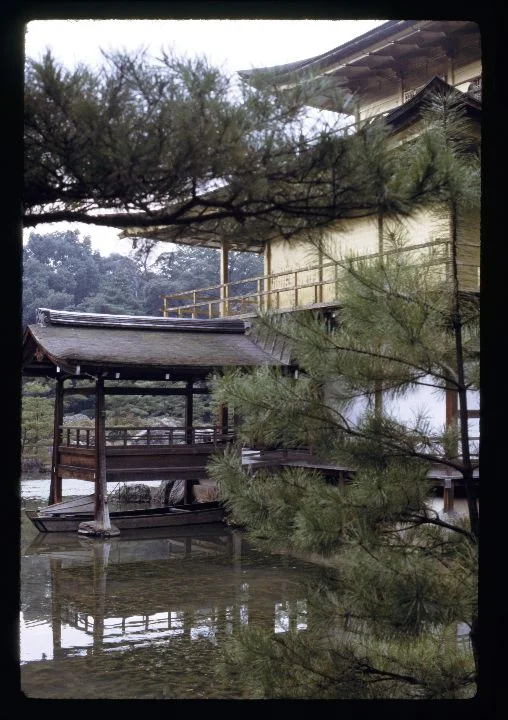 0191 Dock-Pine Tree.jpg