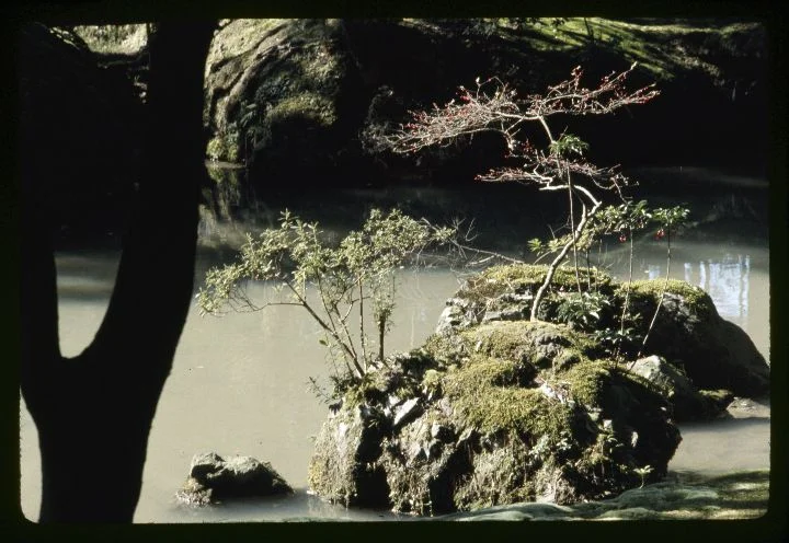 0192  Stream-Rocks with Small Trees.jpg