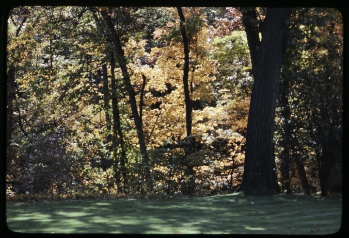 0823 Forest-Fall Foliage.jpg
