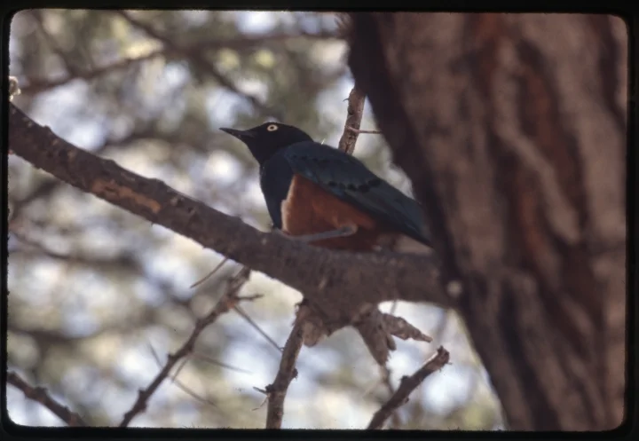 0872 Bird on Branch.jpg