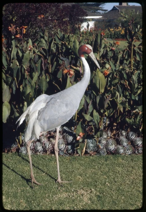 0928 Crane-Red Head.jpg