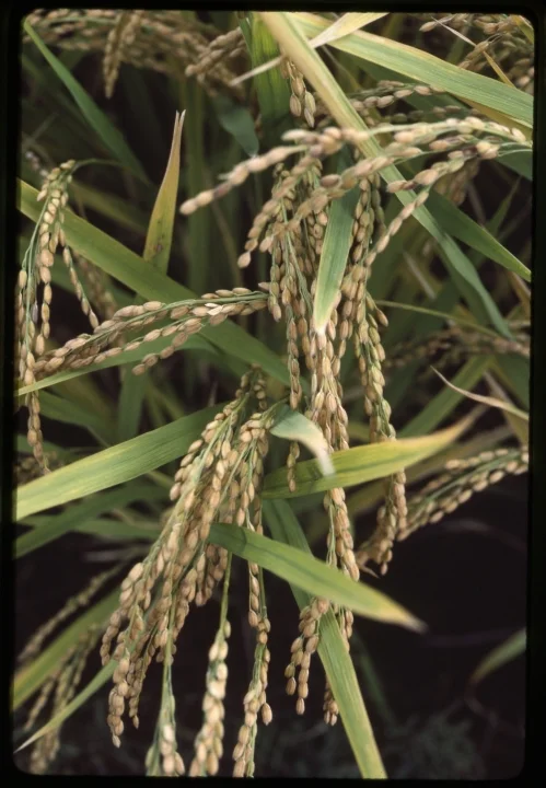 0960 Close Up of Rice Plant.jpg