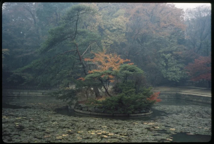 0977 Tree Island-Pond.jpg