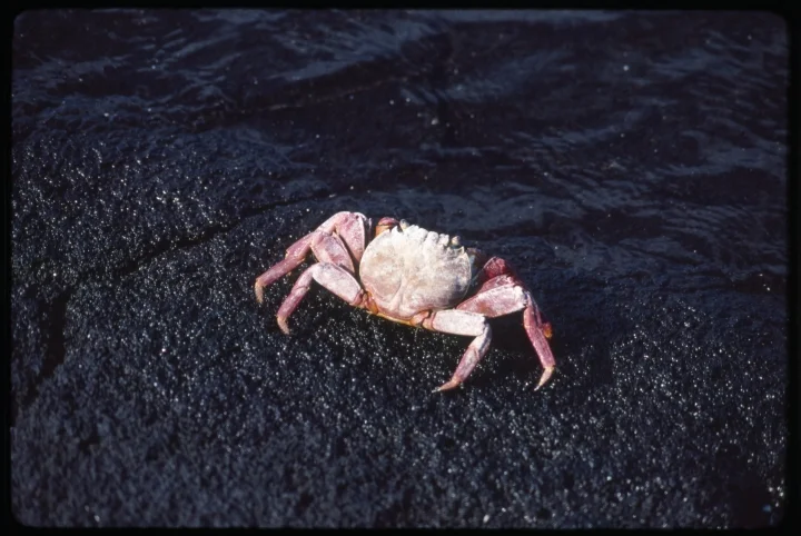 0983 Sandy Crab.jpg