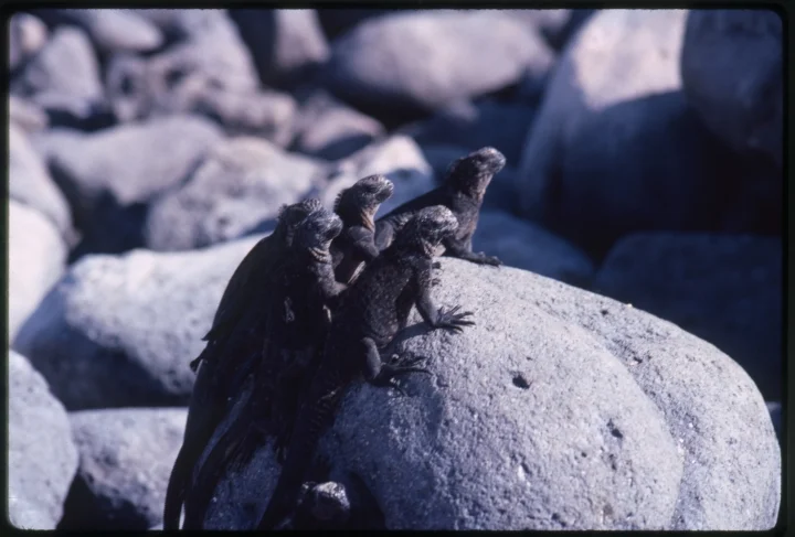 0984 Lizards On Rock.jpg