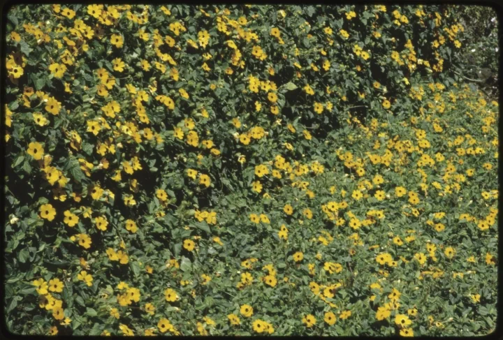 1122 Row of Yellow Flowers.jpg
