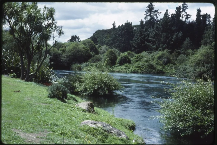 1130 Tree and Bush Lined Stream.jpg