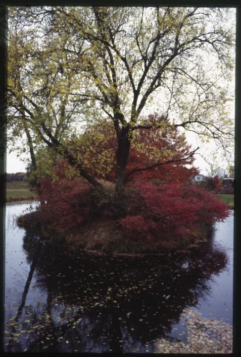 1241 Tree and Bushes-Middle of Pond.jpg