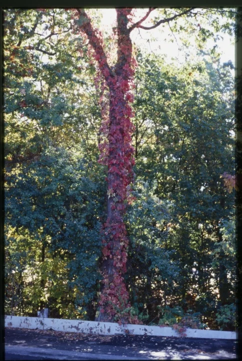 1252 Red Vine on Tree.jpg