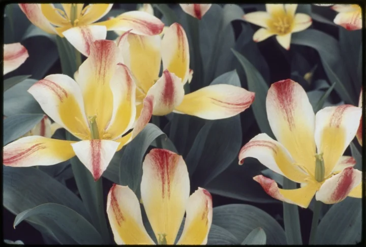 1342 Yellow Flowers with Red Tips.jpg