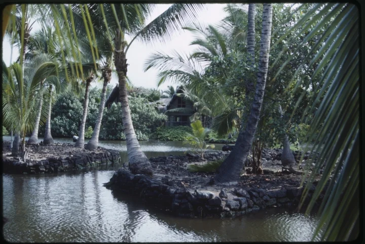 1369 Hut in Middle of Jungle.jpg