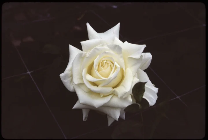 1547 White Rose in Cage.jpg