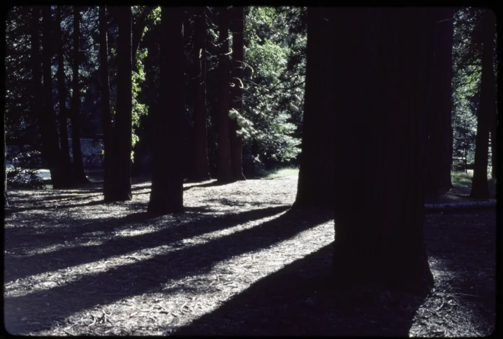 1558 Forest-Tree Shadows.jpg