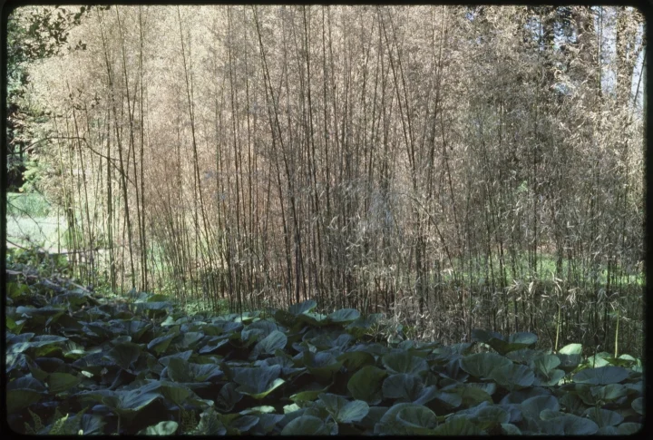 1650 Row of Thin Trees.jpg