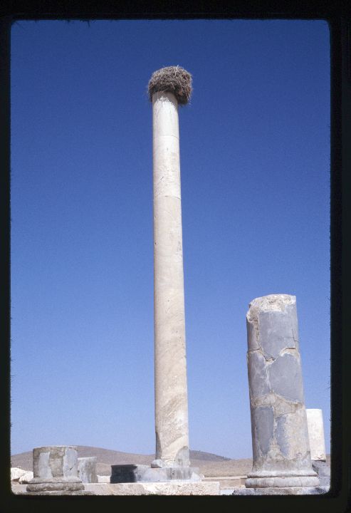 0273 Pillar with Bird Nest on Top.jpg