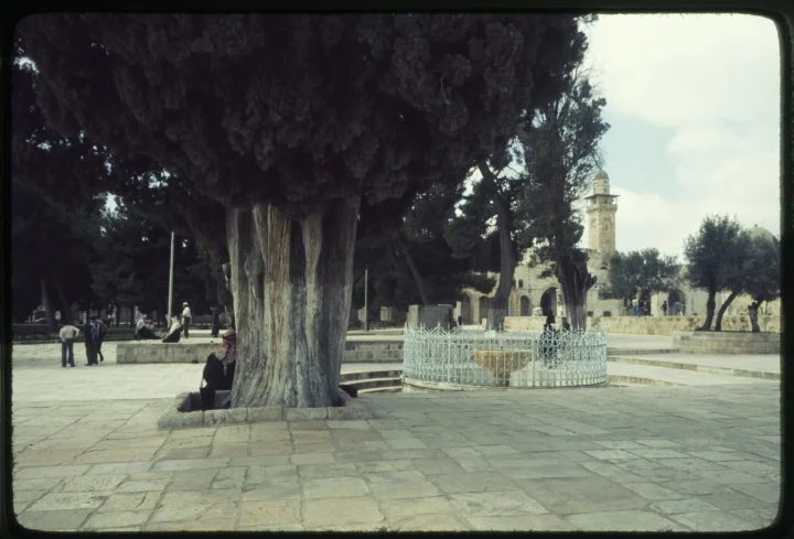 1045 Large Tree Center-Fountain.jpg