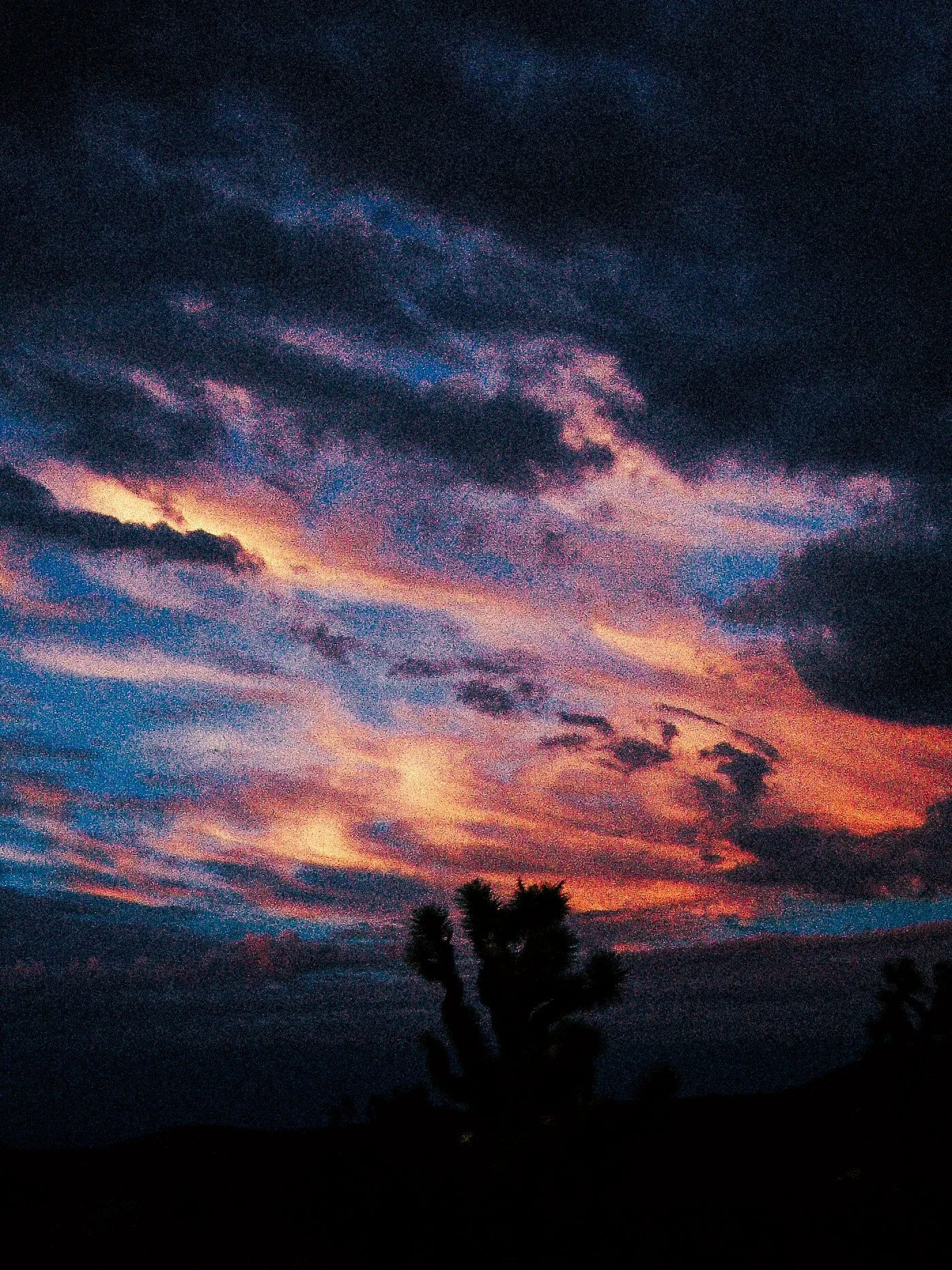 goddamn joshua tree again