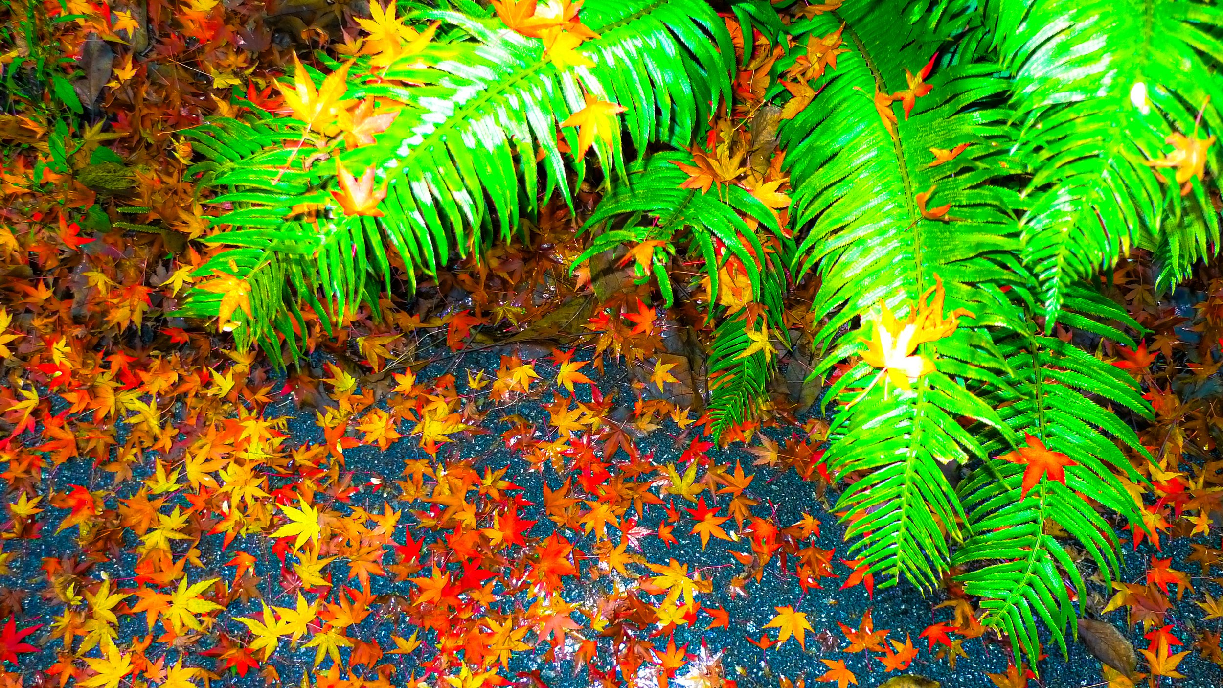 untitled shoot-089-2.jpg