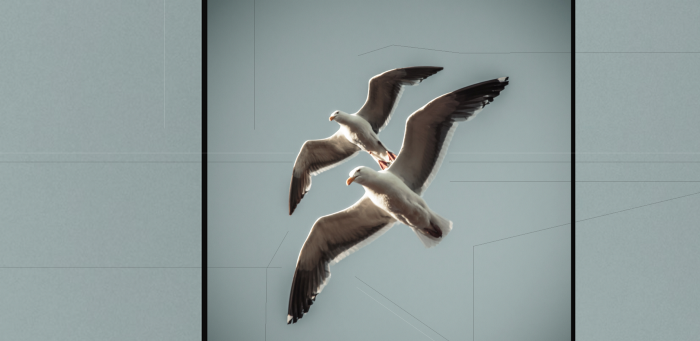 Jonathan Livingston Seagull: A Story About Design and Innovation?