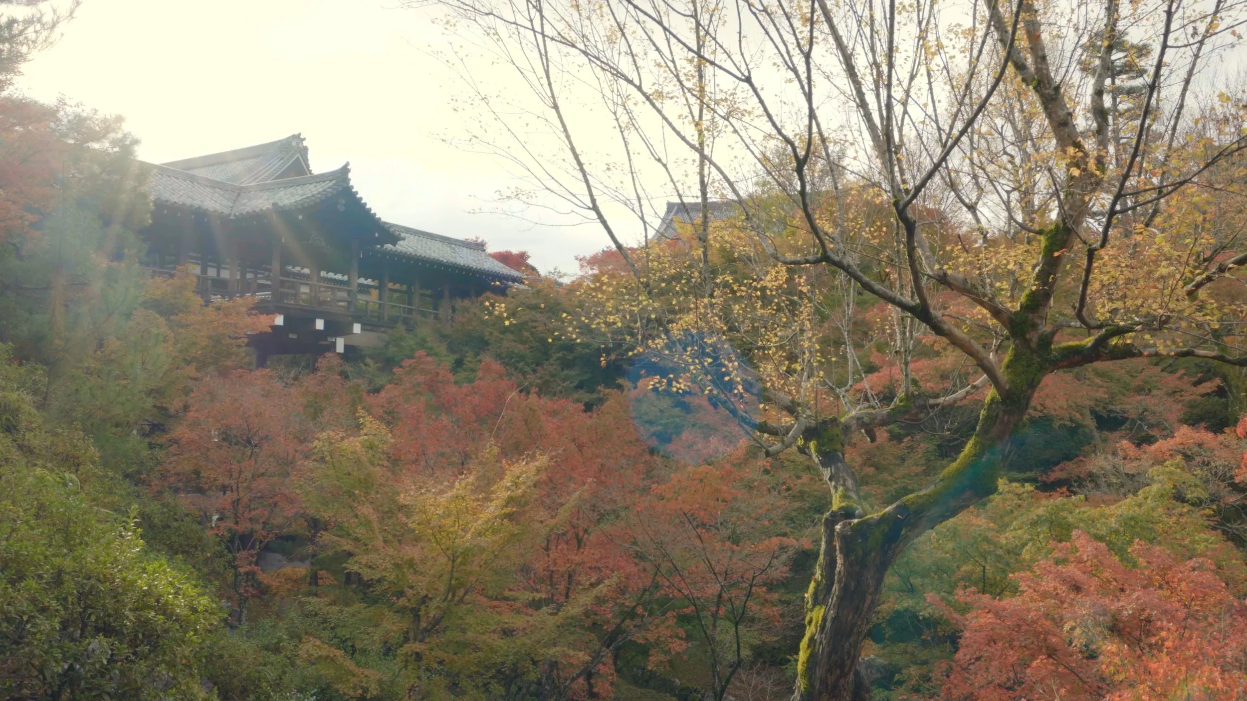Read more about Tofukuji Temple here: http://www.tofukuji.jp/english/index.html