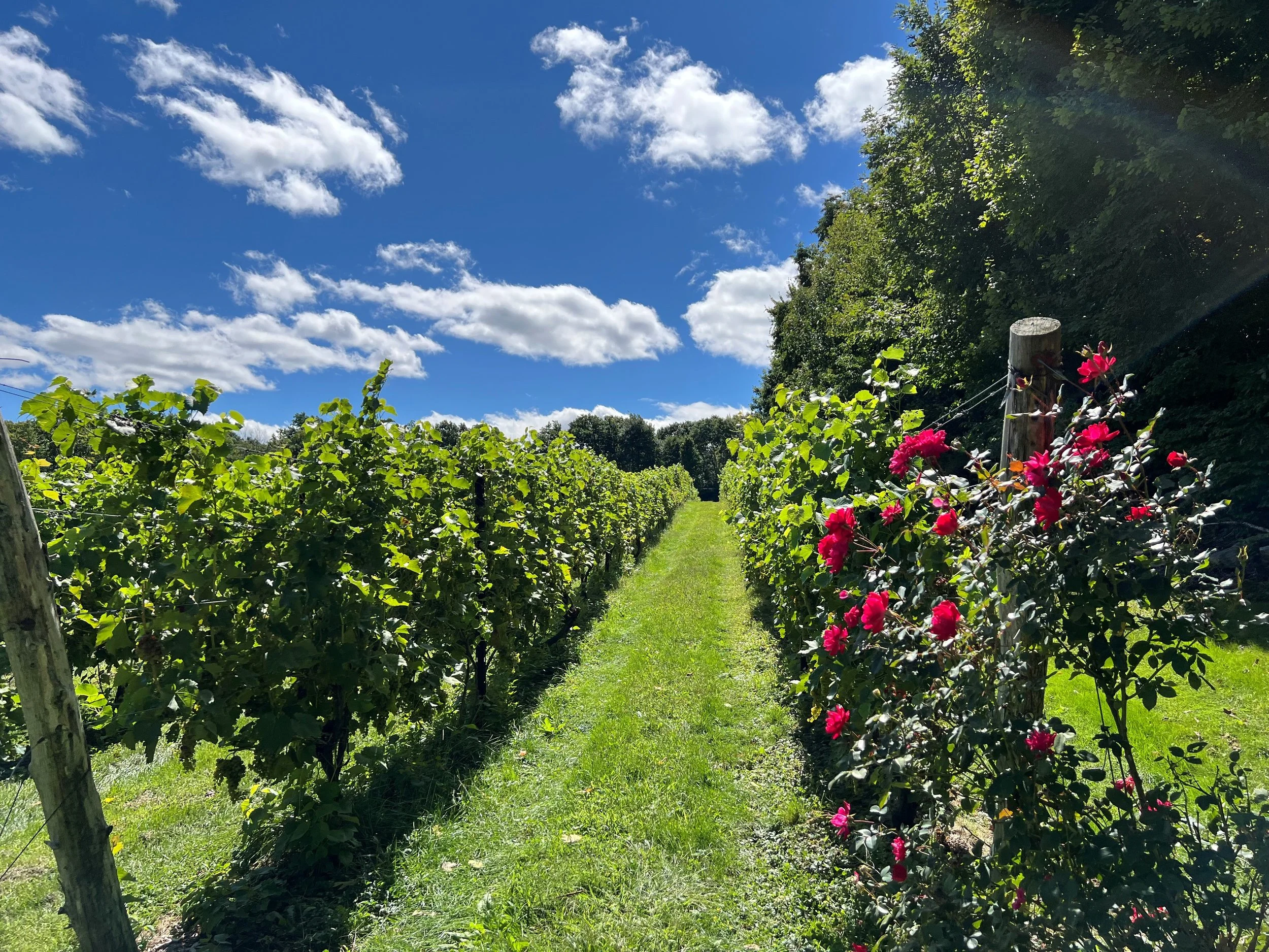 Lost Acres Vineyard