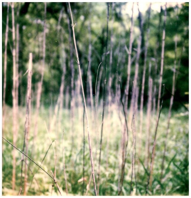 Polaroid week day 5