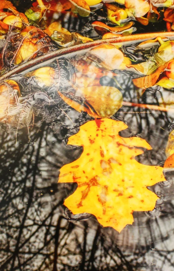 Autumn Offering By: Jan Fiorina