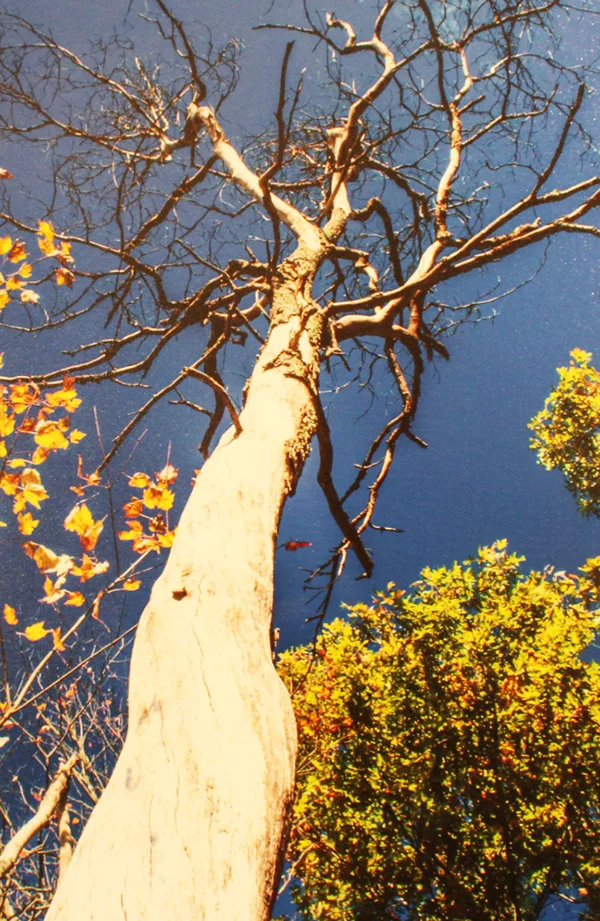 Leaves and Limbs By: Gordon Sarti