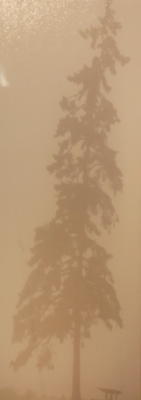 Tree in Fog By: Christine Patterson