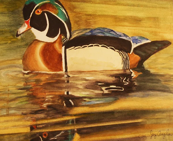 Wood duck in Mud Pond By: oy Anglin