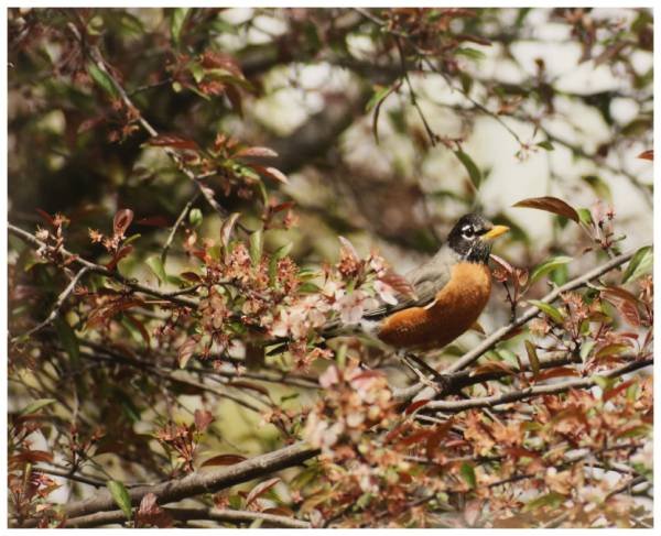Fresf Blooms And New Mothers, Sherrie Dunlap Gallahger