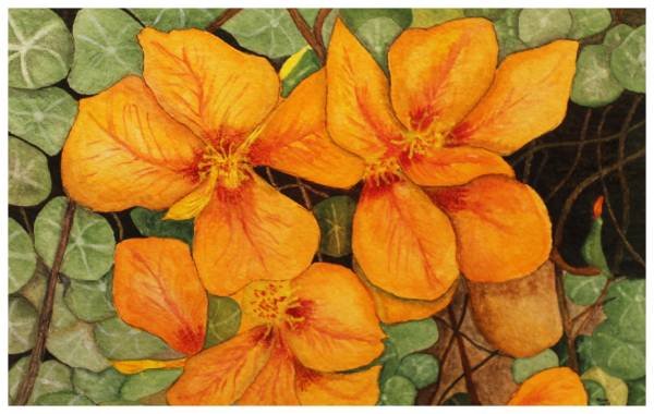 Phipps Nasturtium, Marisa Duncan Holley