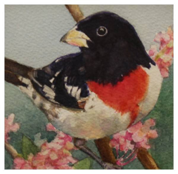 Rose-Breasted Grosbeak, Jan Landini