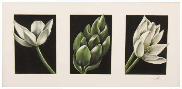 Trio, Shelley Poli