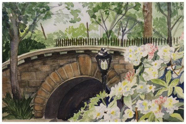 Blooming Rhododendrons By Bridge, Betty Reita