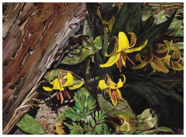 Catching The Sunlight, Diana Williams