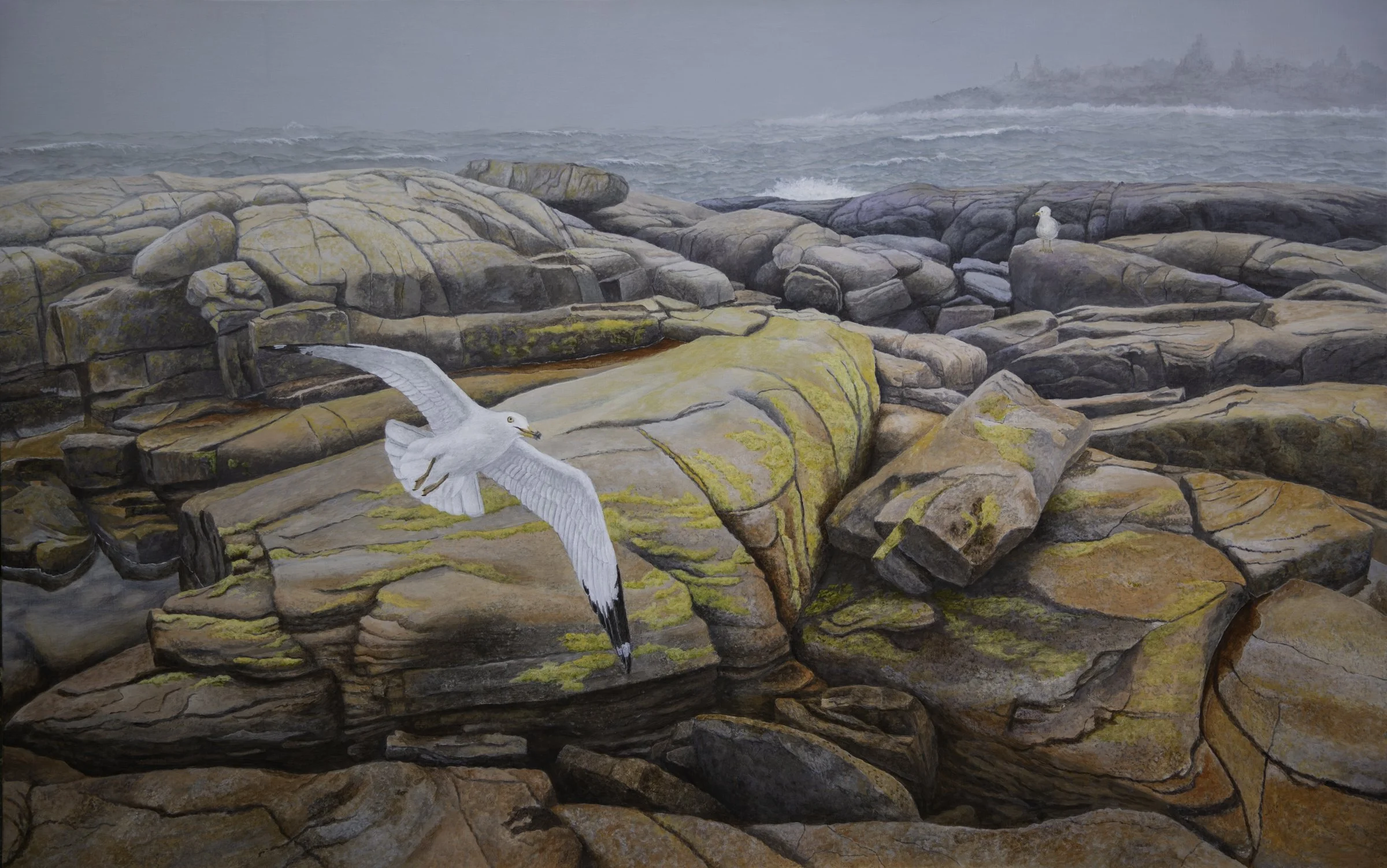"Gulls - Schoodic Peninsula, Maine" by Tom Gallovich