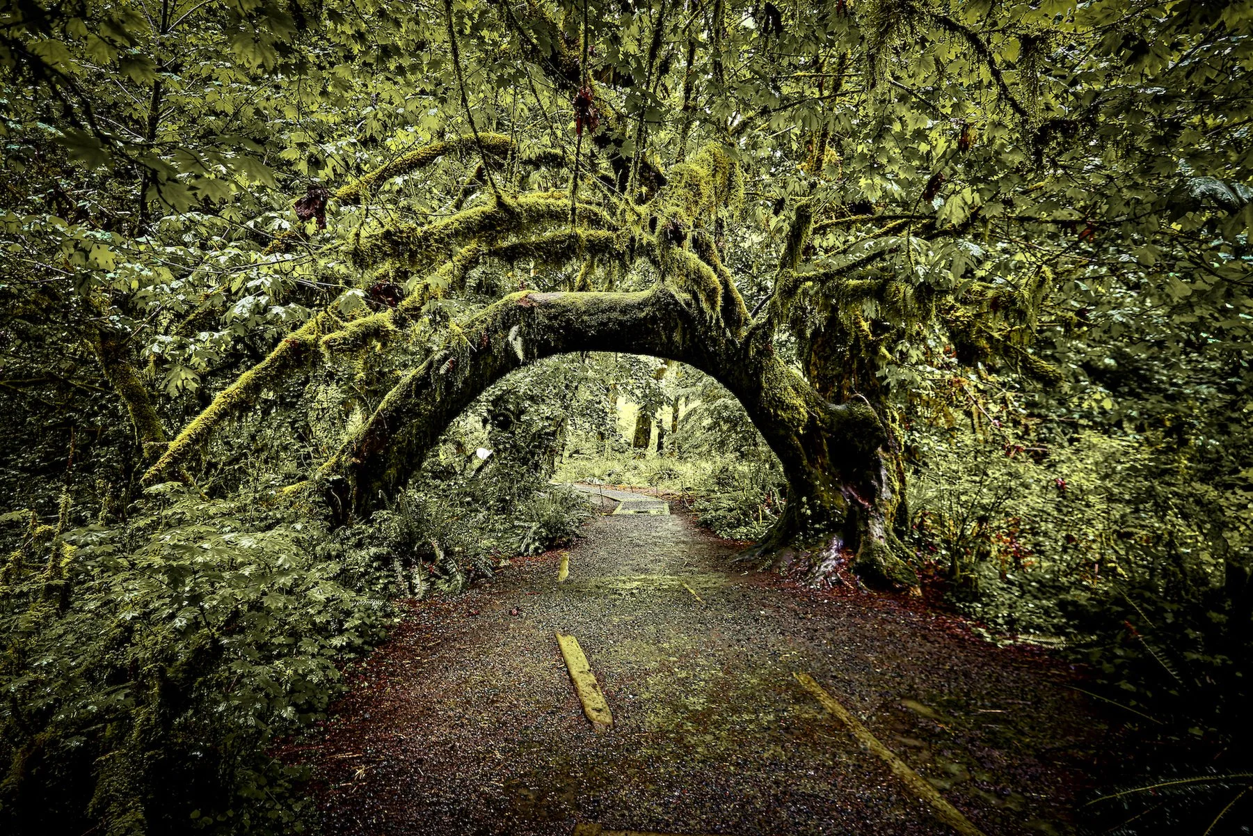 "Journey Through The Rainforests Veil" by Jim Meehan