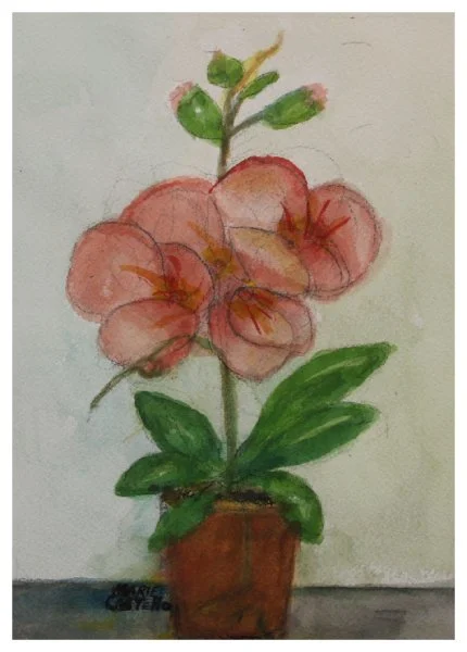 open-cestello_orchid.JPG