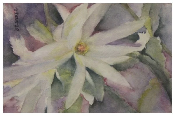 open-decker_blooms in may.JPG
