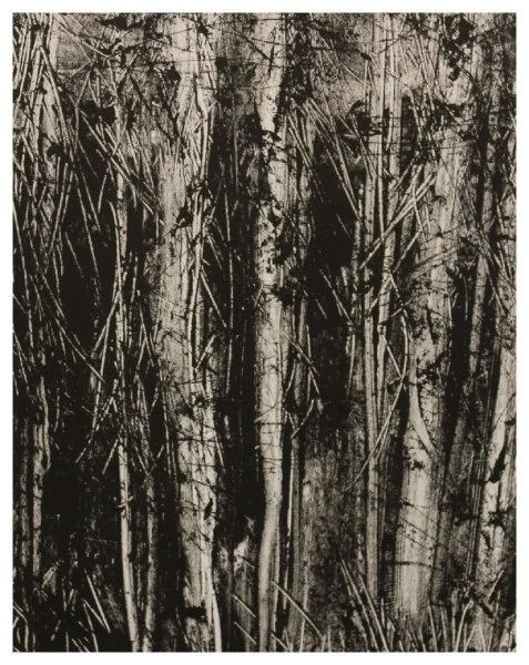 open-kirby_piney woods.JPG