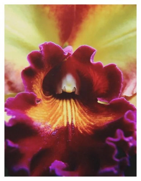 open-roos_iris.JPG