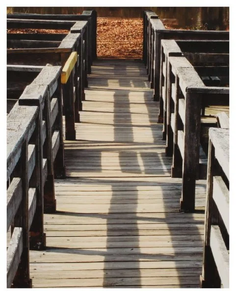 open-roos_sunlight and shadows.JPG