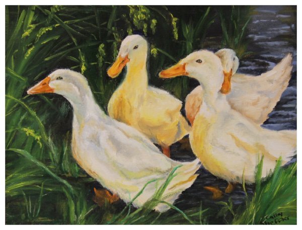 open-sheffler_ducks.JPG