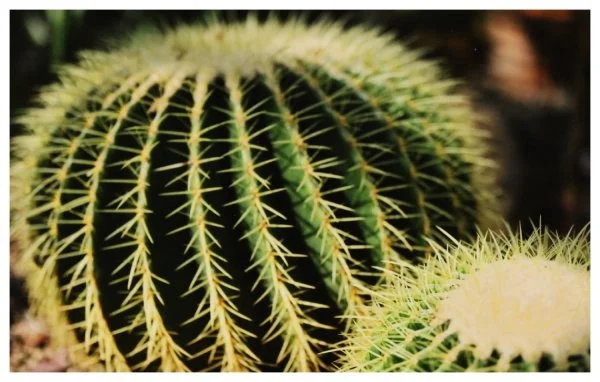 amateur-simpson_barrel cactus.JPG