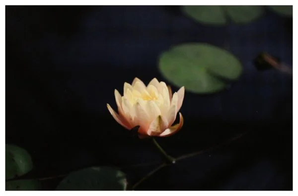 amateur-simpson_water lily.JPG