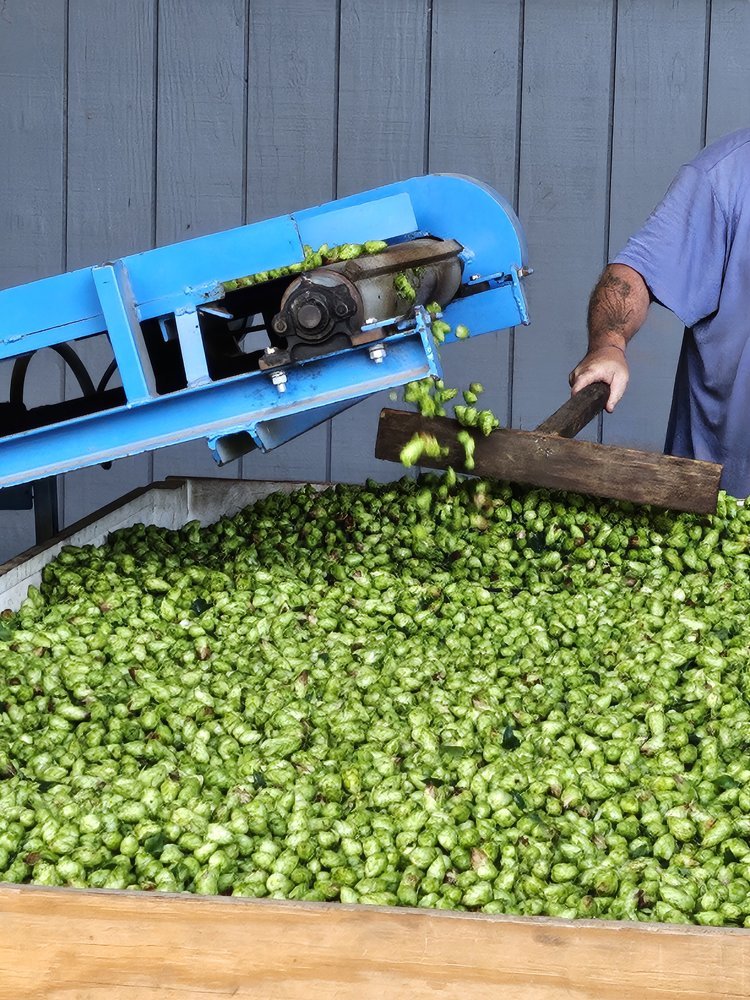 Harvesting hops in western MA